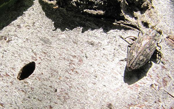 Don’t Let Flatheaded Borers Wreck Your Trees: What Utah Homeowners Need to Know