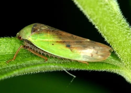 Leafhoppers