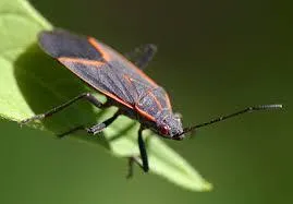 Boxelder Bugs