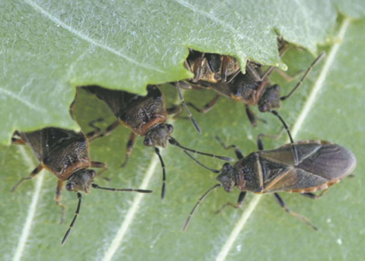 Elm Seed Bugs in Utah: What They Mean for Your Trees — And How to Stop Them at the Root
