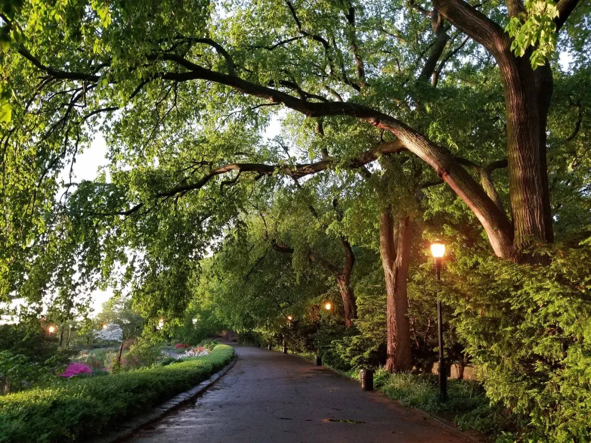 Urban Tree Care in Utah: What You Need to Know About Pest and Disease Risks

