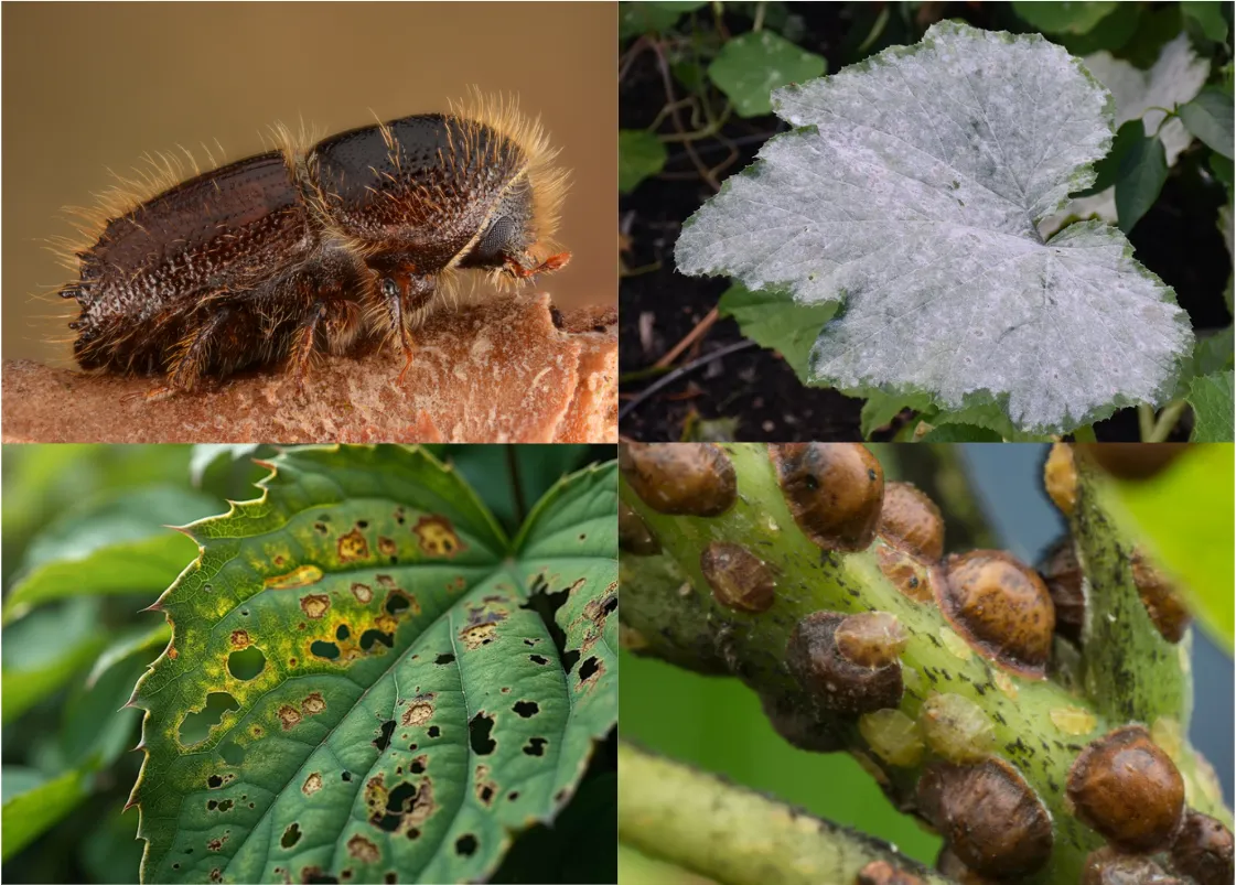 4 Utah Tree Pests and Diseases to Watch for This Fall (and How to Stop Them)