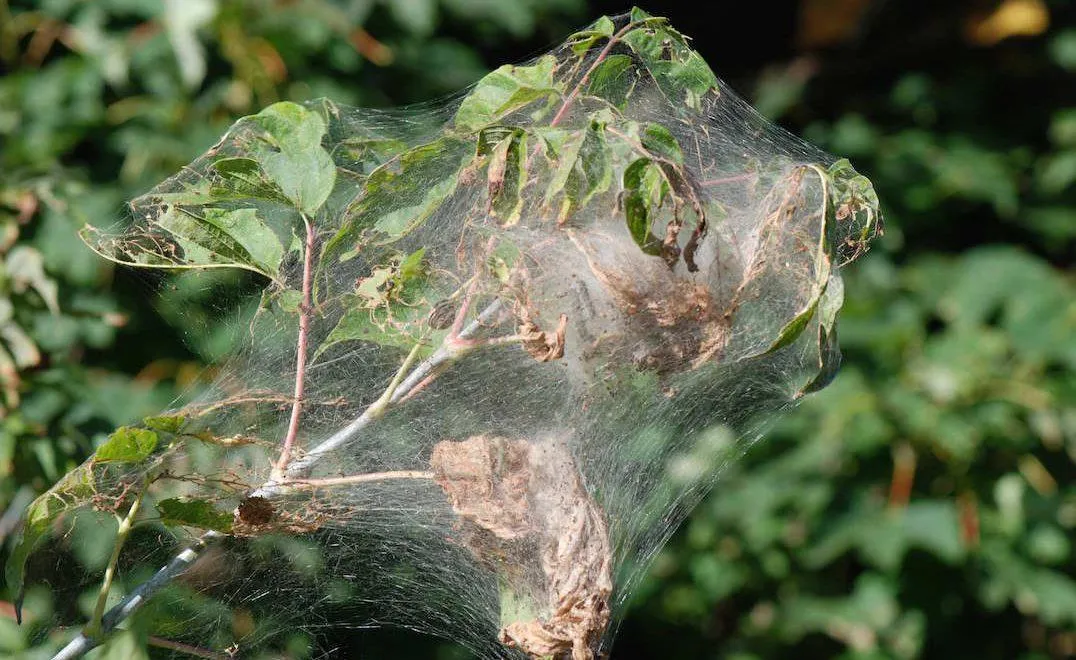 Keep Your Trees Healthy: Effective Solutions for Fall Webworm Control and Pest Prevention in Utah