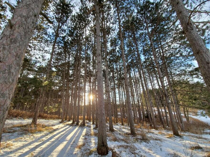 Preparing Your Trees for Winter: Essential Fall Care Tips for Utah's Climate