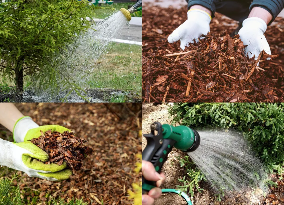 Fall Watering & Mulching Guide for Healthy Utah Trees All Winter
