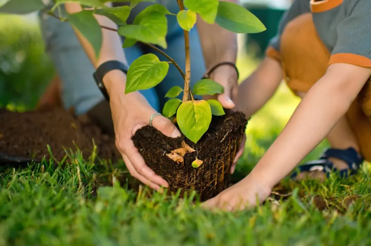 7 Essential Steps to Plant a Tree Like a Pro!