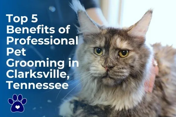 Dog and Cat Grooming Benefits