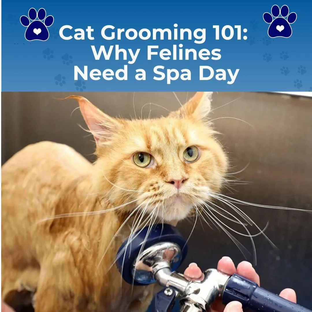 Cat grooming in clarksville Tennessee