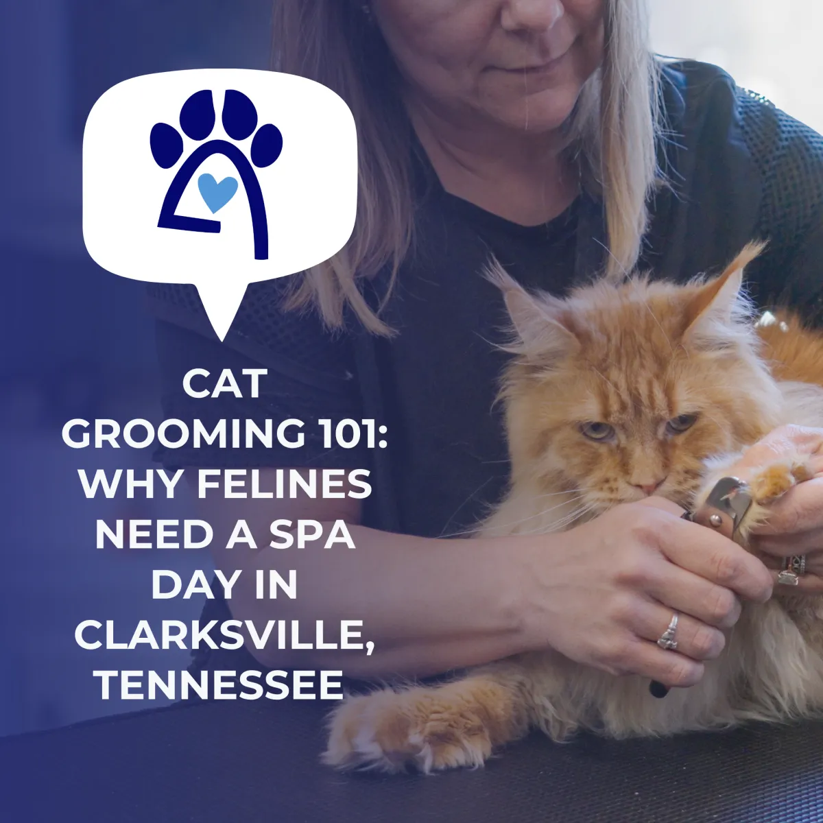 Cat Grooming 101: Why Felines Need a Spa Day in Clarksville