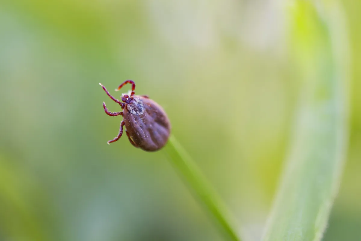 Tick In The Grass