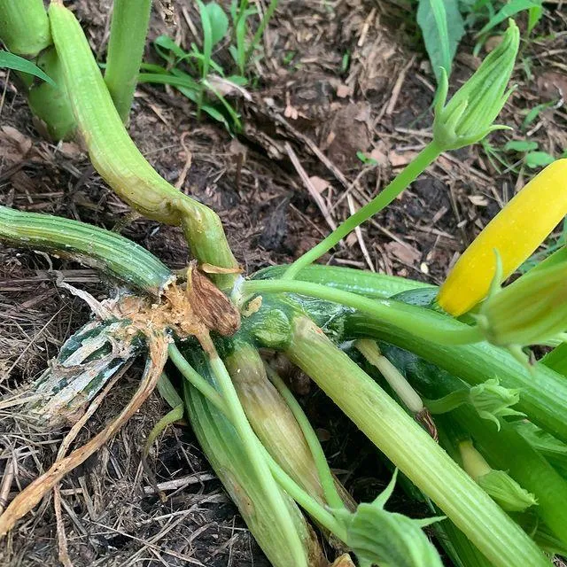 Wilted zucchini plant