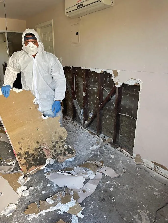 Mold Remediation in Downtown LA & Marina del Rey: Complete Guide for Homeowners