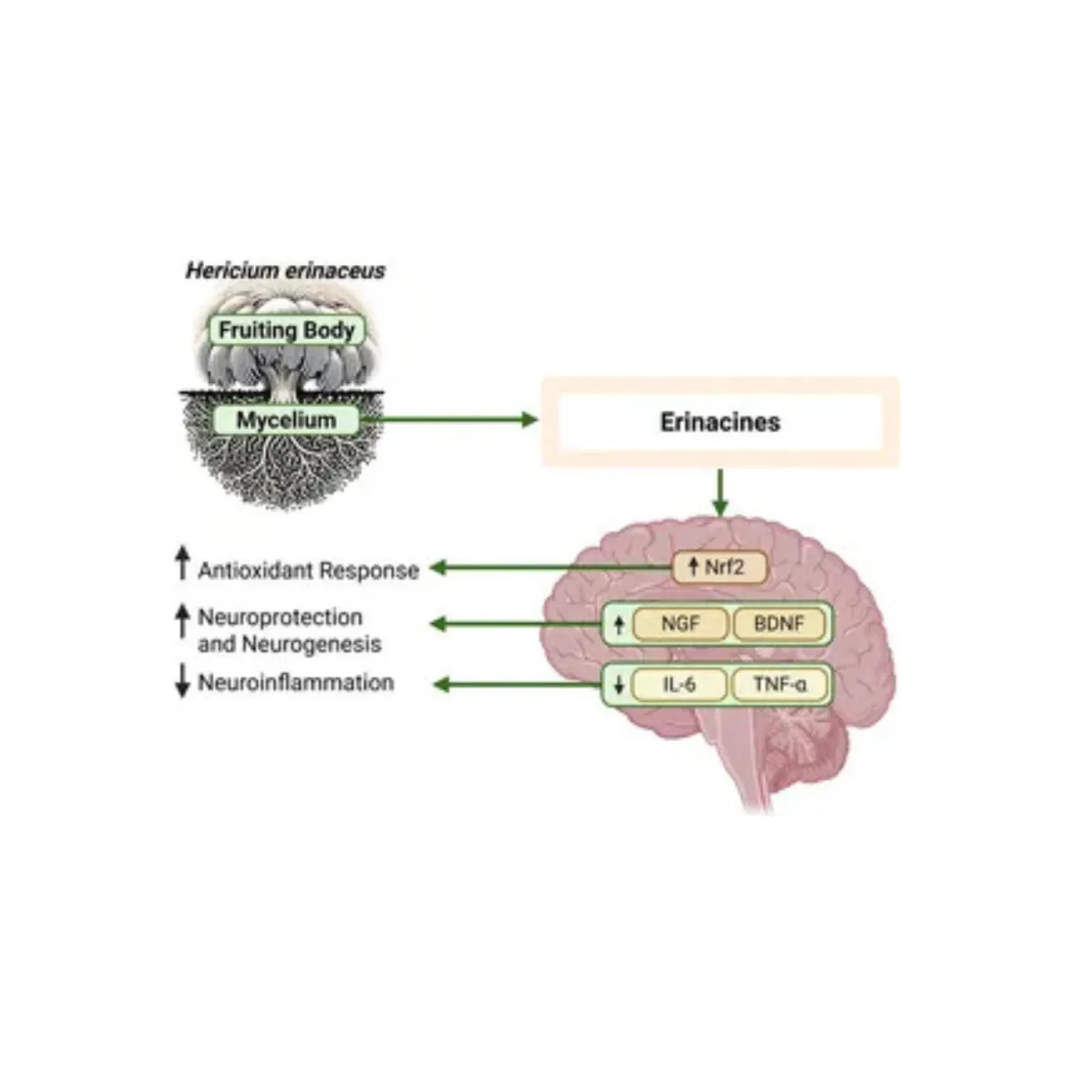 brain effect with lions mane