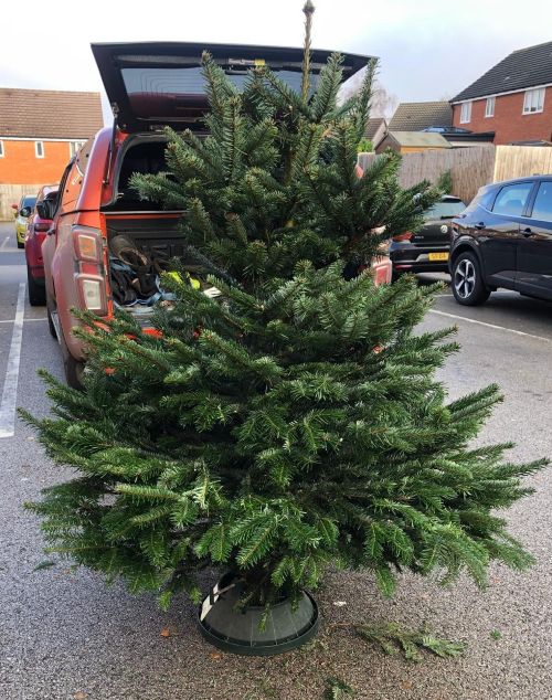 Giving Your Christmas Tree a Second Life: A Guide to Recycling In the New Year