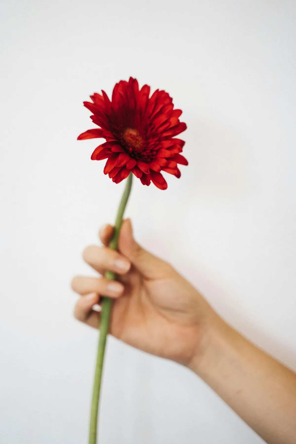 gerbera red being held