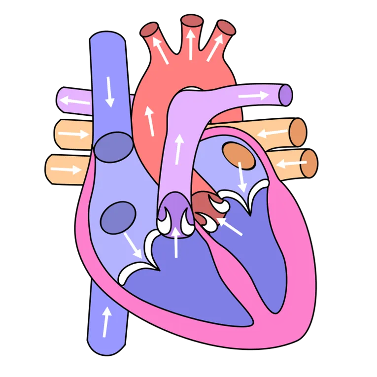 human heart graphic