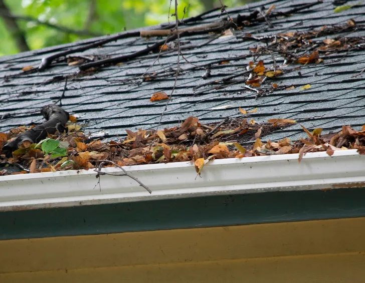 Roof damage from trees