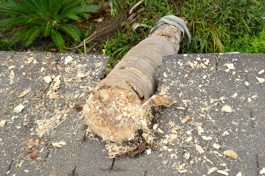 Fallen tree on house roof