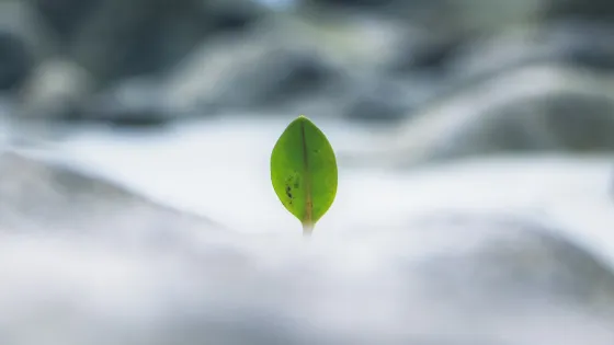 Spring has sprung--the energy is released