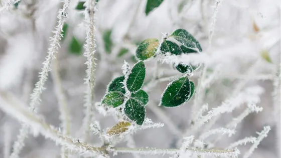 The “Littling” of Winter