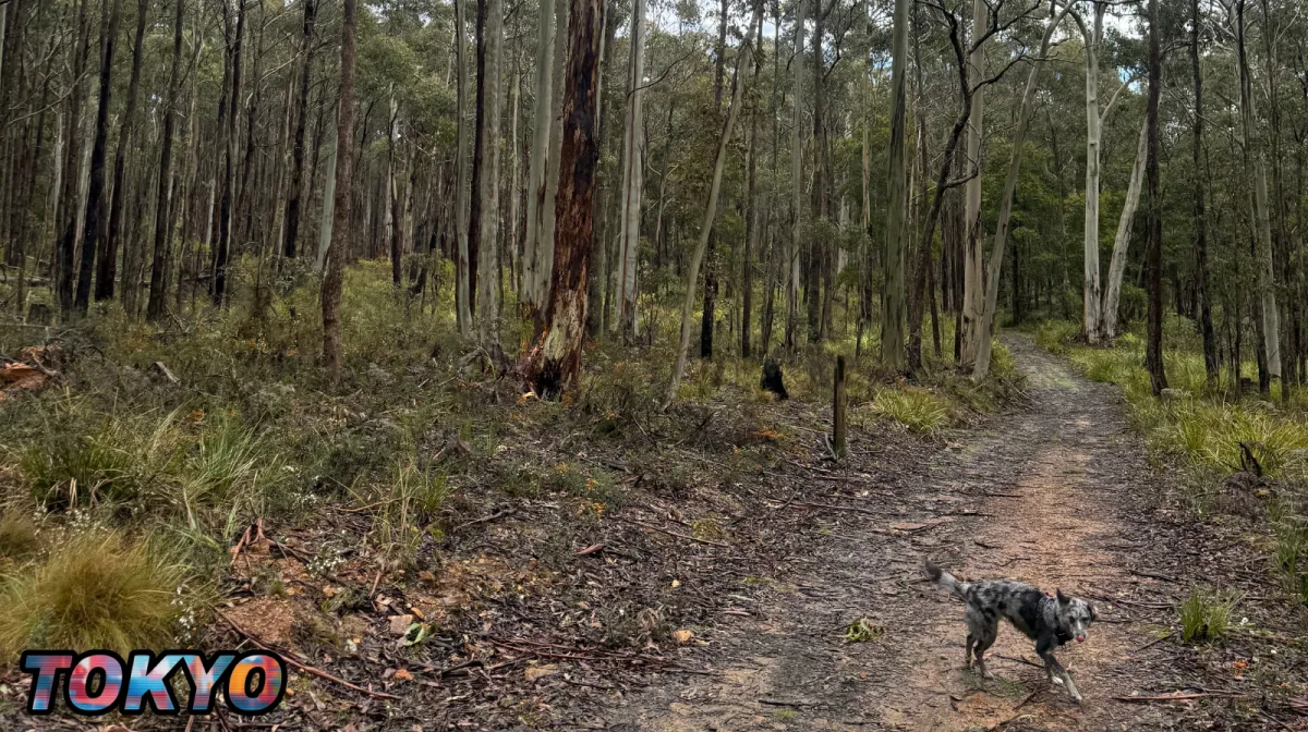 the-power-of-push-and-pause