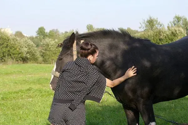 The Art of Connection: The Immune System and Touch for Horses