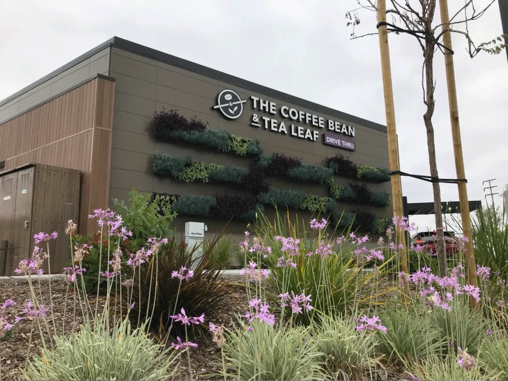 Custom vertical garden installation for Coffee Bean & Tea Leaf retail store.