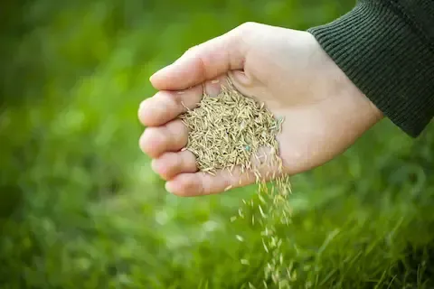 Hand pouring grass seed over lawn during professional overseeding and fertilization service