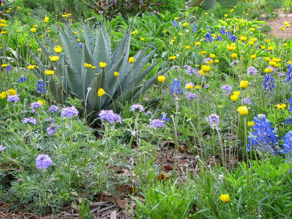 San Antonio Blue Bonnets