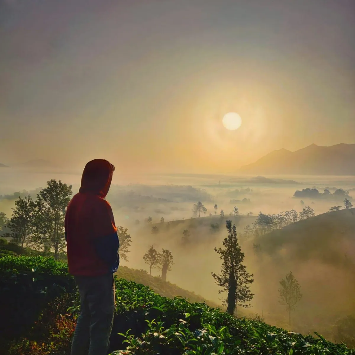 Ward80 Wayanad