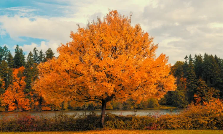 Funerals Make Me Angry