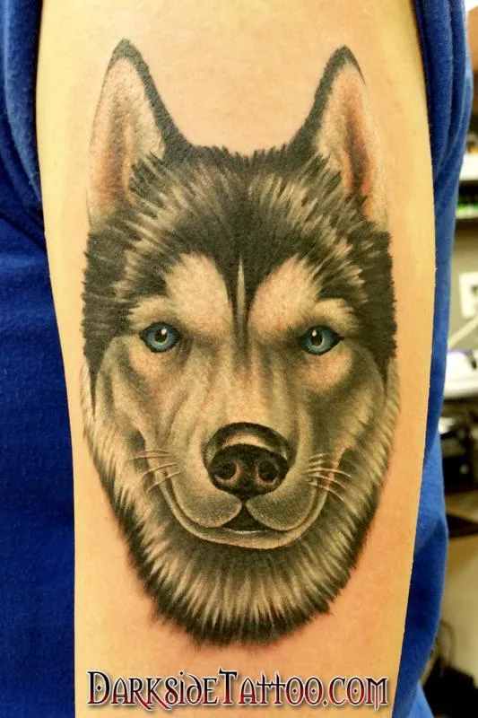 Color Husky Portrait