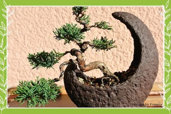 Bonsai tree used in blog post by Carli Thorpe