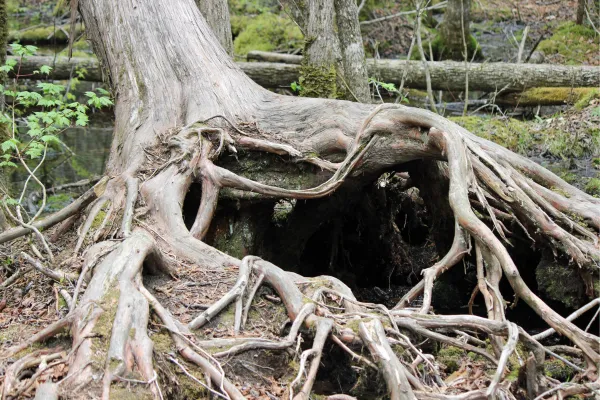 The Root of All Love: How Self-Love Shapes Your Relationships