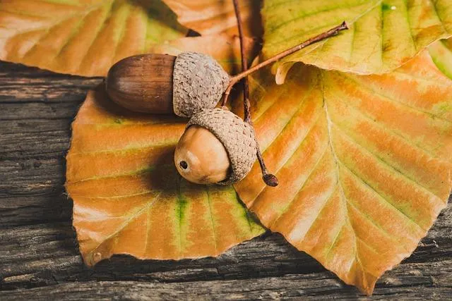 Rituel de l’Équinoxe d’Automne : Équilibre, Gratitude et Lâcher-Prise