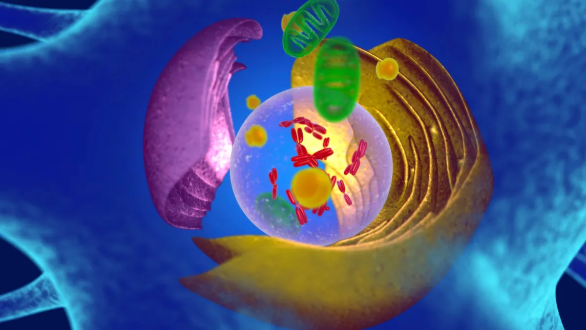 mitochondria in cancer