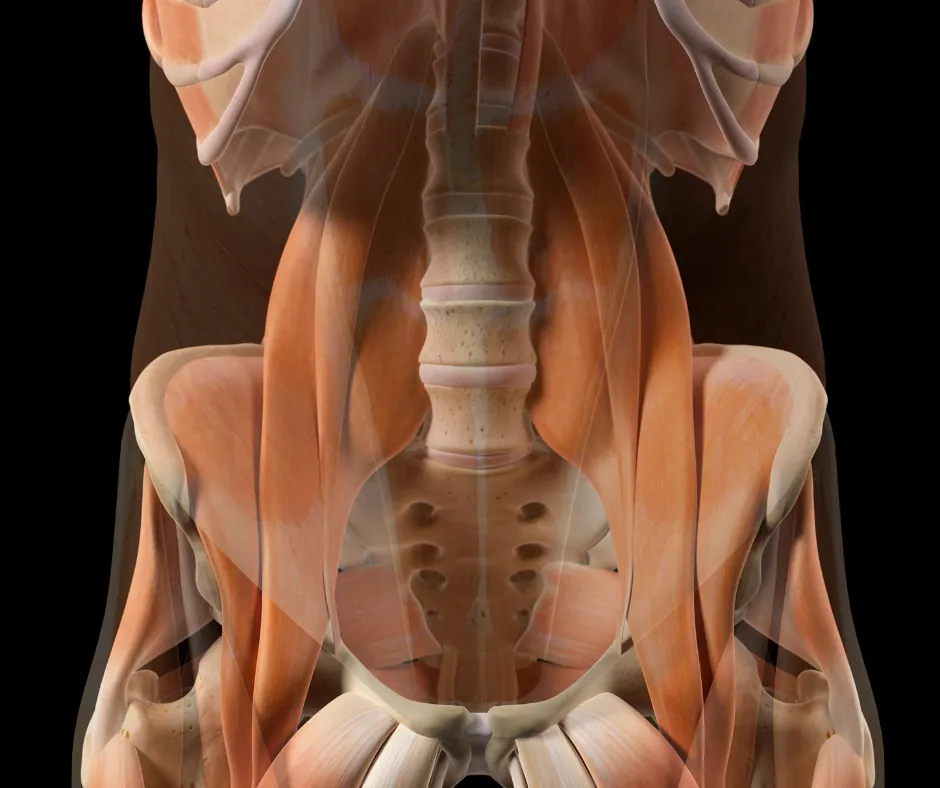 The Effects of Sitting on Hip Muscles and How It Leads to Back Weakness and Pain