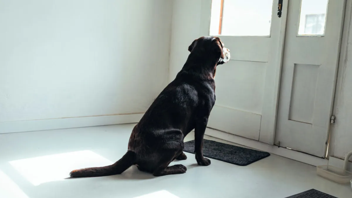 Dog waiting at door when guest does not show up