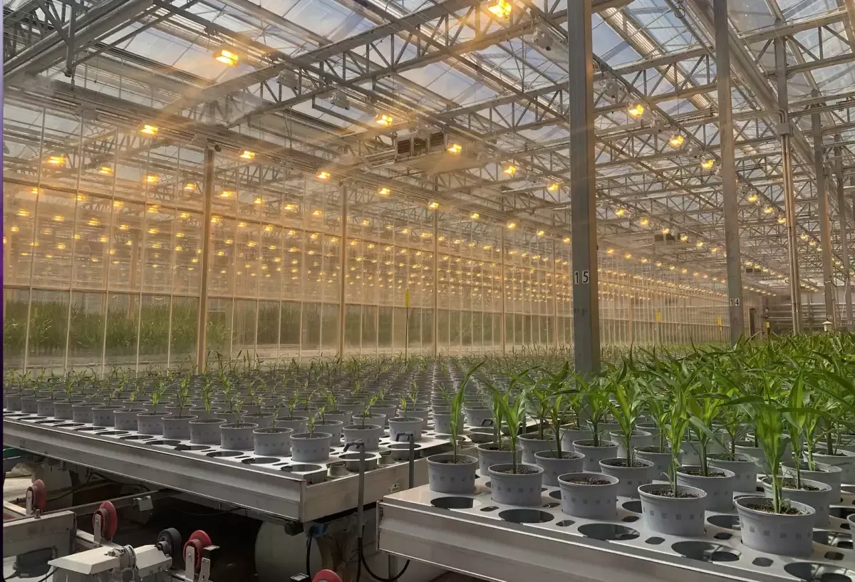 Bayer revoluciona el cultivo de maíz en México: Innovación y desafíos en la agricultura