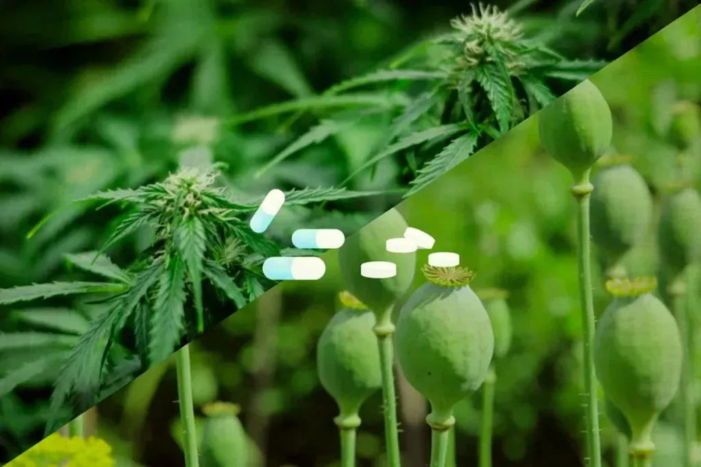 opiodes-vs-marihuana-alivio-dolor-alternativa