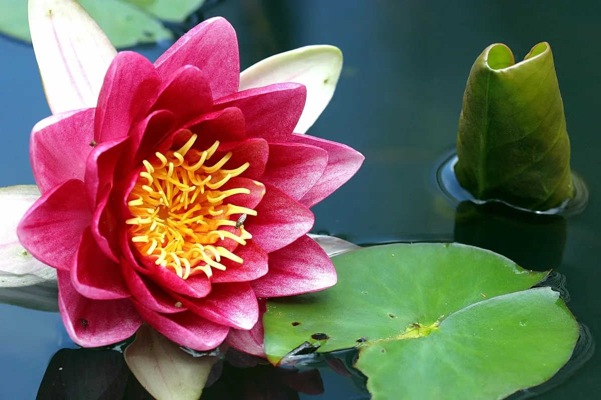 Lotus