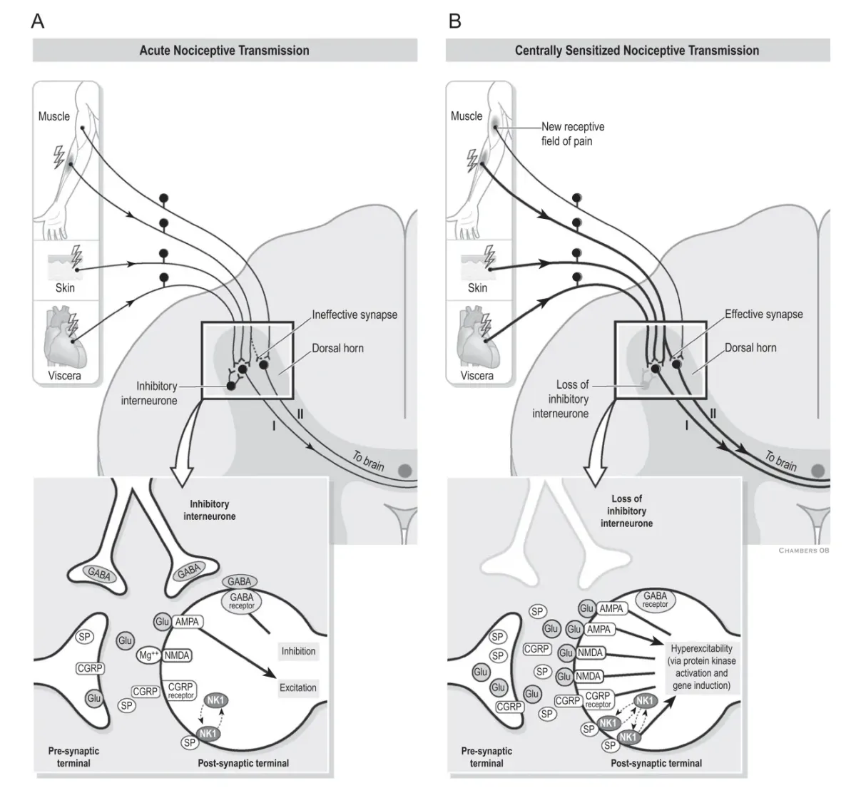 How Does Acupuncture Work?