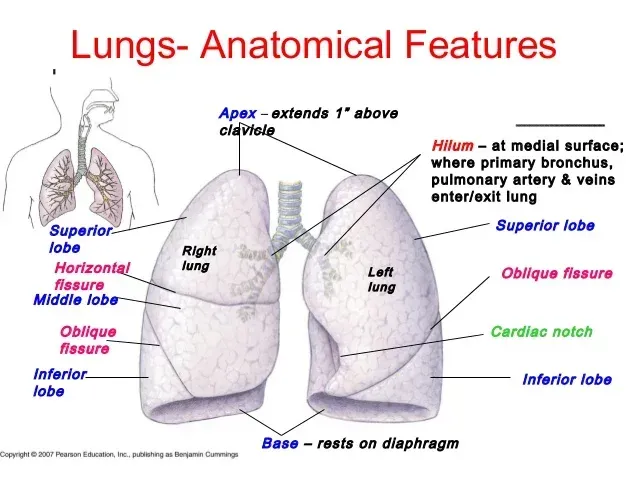 Acupuncture, Thoracic Anatomy, and Pneumothorax