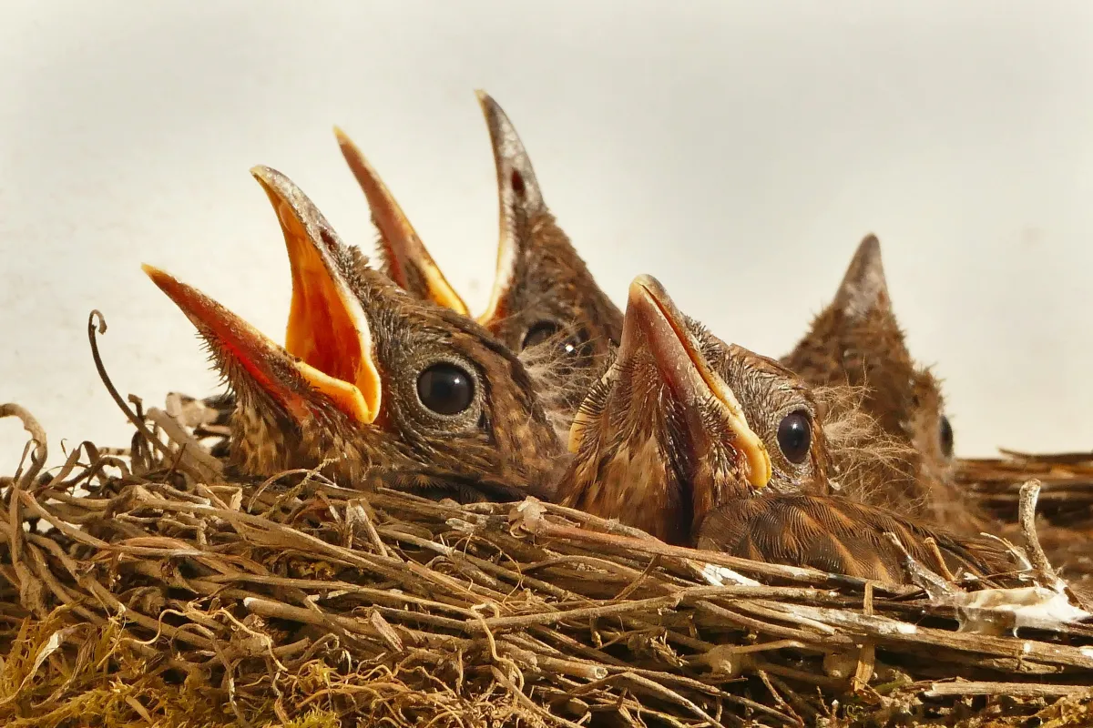 How to Prevent Birds From Nesting on Your Porch