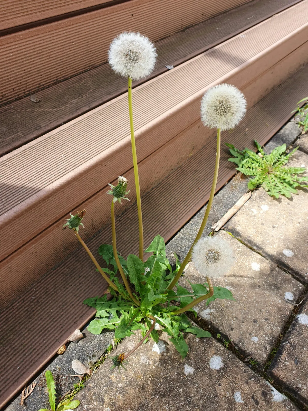 How To Kill Driveway Weeds
