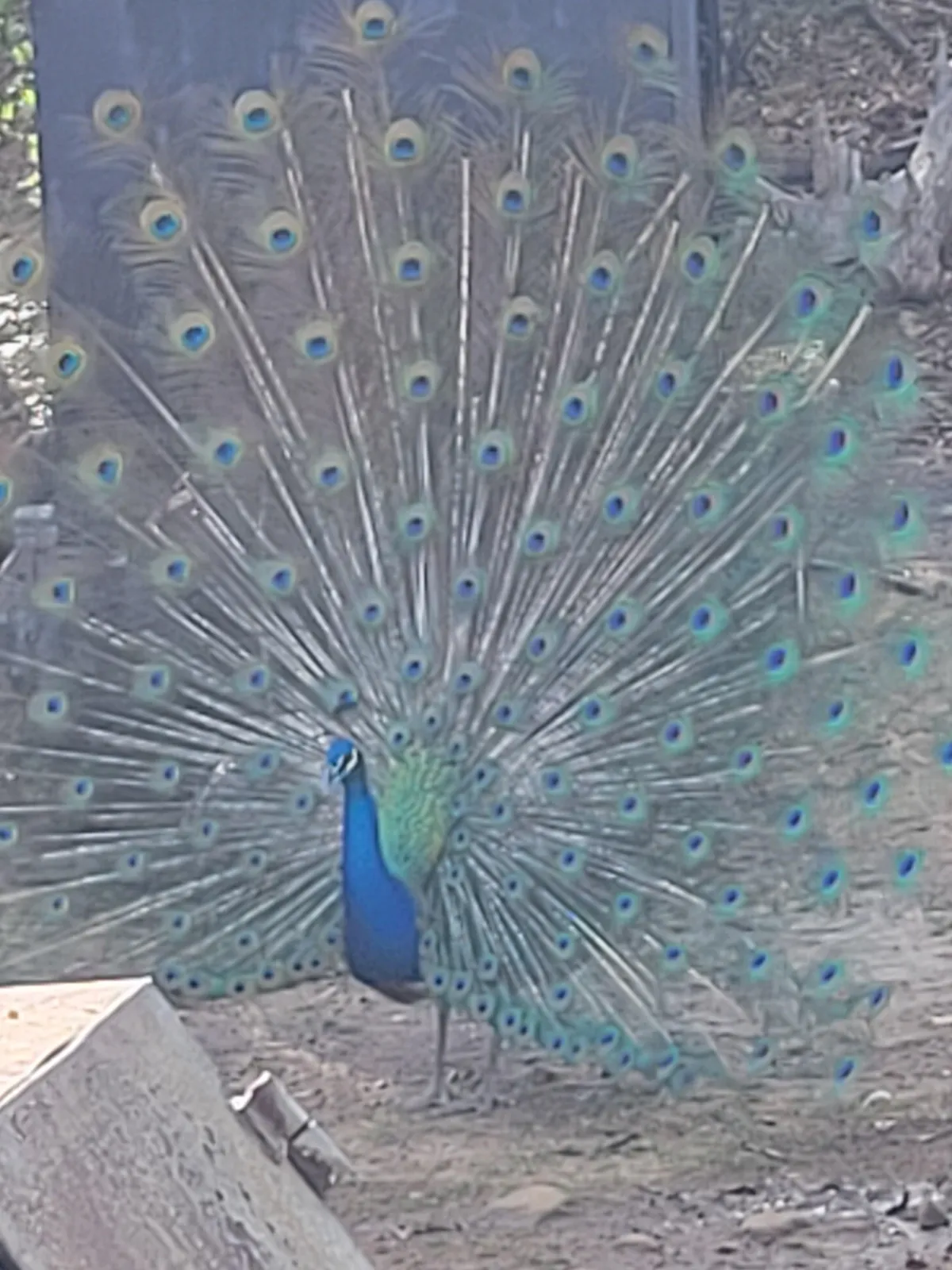 Peacock Plume