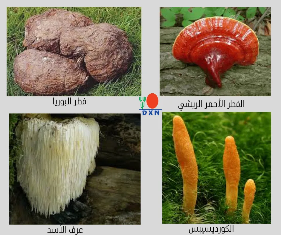 أهم العناصر الطبيعية التي تدخل في منتجات دي إكس إن