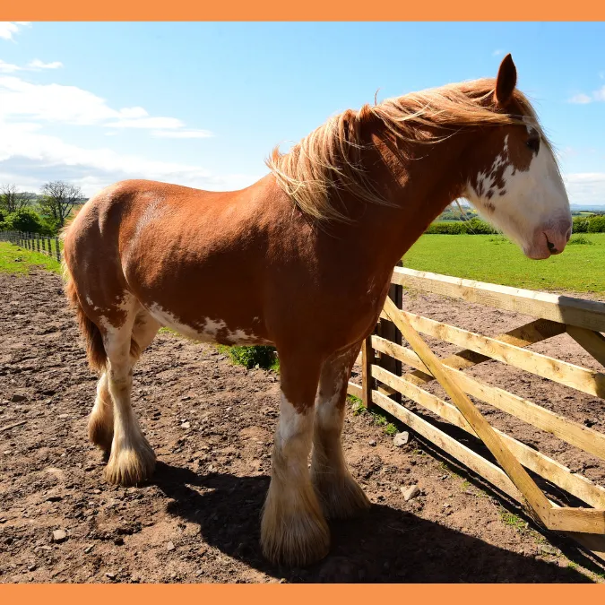 Clydesdale Cycle, Strength training, Explosive Power
