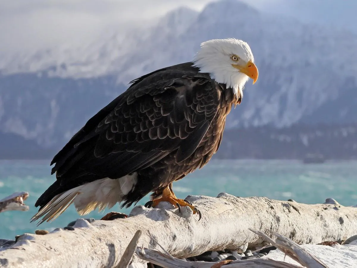 Bald Eagle
