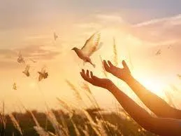 hands releasing a dove 